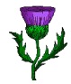 Scottish_Thistle